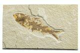 Detailed Fossil Fish (Knightia) - Wyoming #333793-1